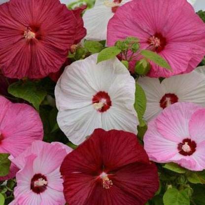 Seeds Hibiscus Luna mix Seed
