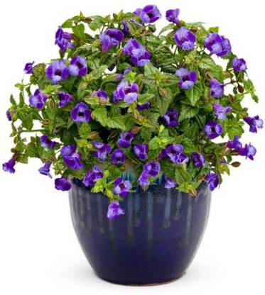 Seeds Torenia Seeds Hybrid Seed