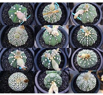 Seeds Astrophytum asterias Seed