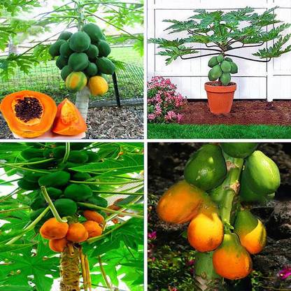 Rosemary Papaya Fruits Seeds, Papaya Seeds, Red lady papaya seeds Seed
