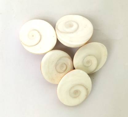 Djuize Energized Seashell Gomati Chakra for Lakshmi Pooja,and Wealth,Luck,Astrological Shankh 1cm- Set of 5 Decorative Showpiece  -  1 cm