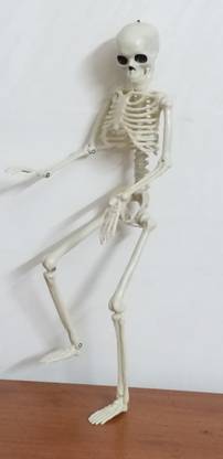 Prithwi Traders Scary Skeleton Gift Toy