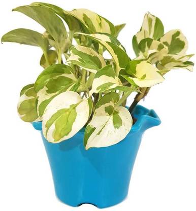 Grun Money Plant