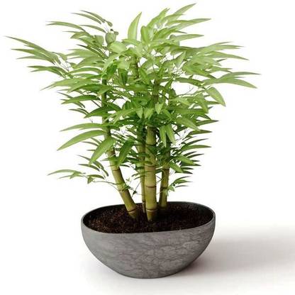 MODERN PLANT Two Layer Bamboo Plant