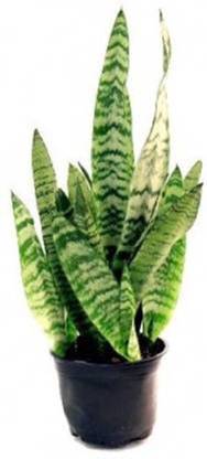 PlantaZee Snake Plant