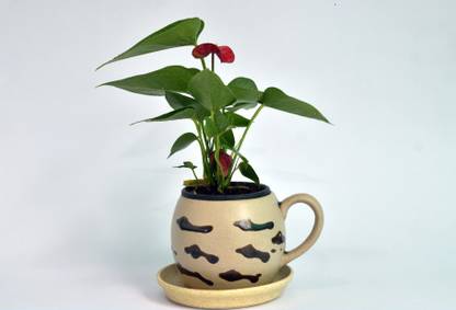 merrow Anthorium