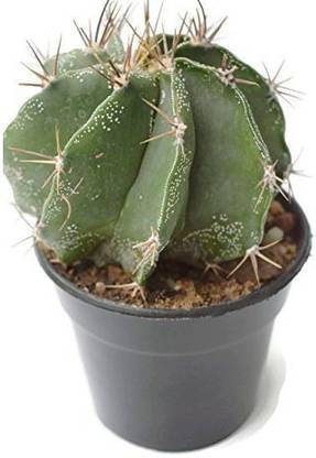 Seeds Astrophytum ornatum Big Size Cactus Seed