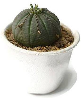 Seeds Euphorbia Obesa Rare Succulent Seed