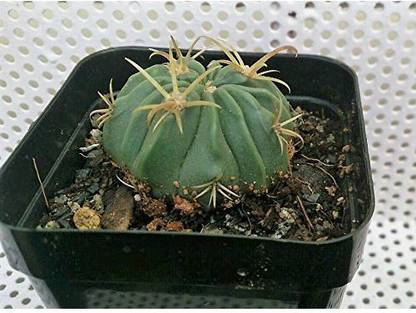 Seeds Ferocactus latispinus Cactus Seed
