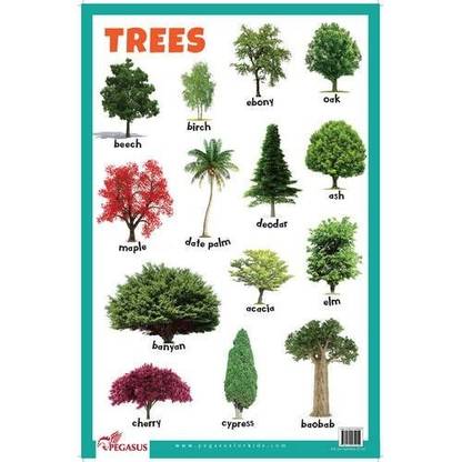 Trees Educational Chart