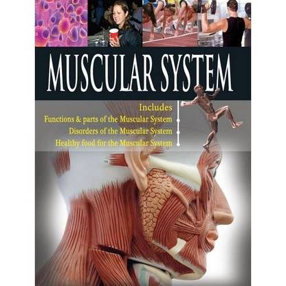 Muscular System