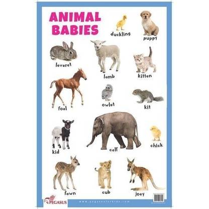 Animal Babies Educational Chart