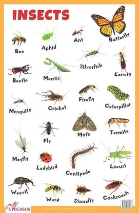 Insects Educational Chart