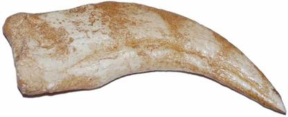 Spinosaurus Dinosaur Hand Claw Cast (Replica - Not Real Fossil) #237 4O