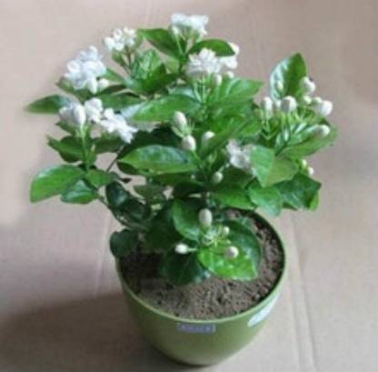 saraswati traders Jasmine Plant