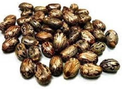 VINARGHYA Arandi / Castor Seed / Ricinus Communis / Aamudamu / Erandela Seed