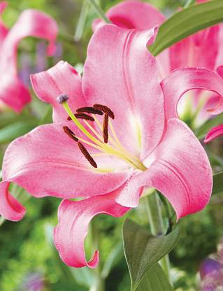 LIVE GREEN Flower Bulbs Seed
