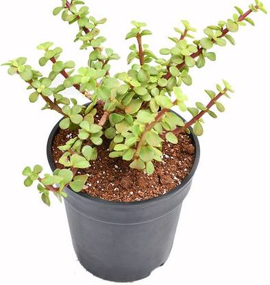 FAUJI KI DUKAN Jade Plant