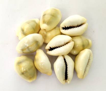 Yellow Kaudi seashell 7 pieces पत्थर के बर्तन यंत्र