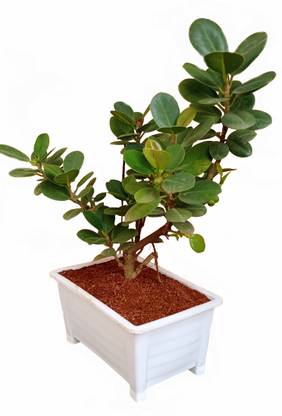 Greenery Nursery Ficus Plant
