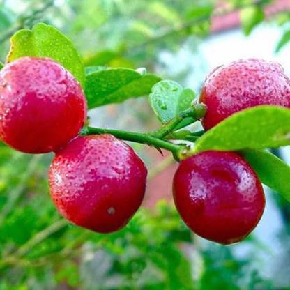 CRGO ™ XII-453 Rare Red Lemon (Australian Red Lime) Seeds Seed