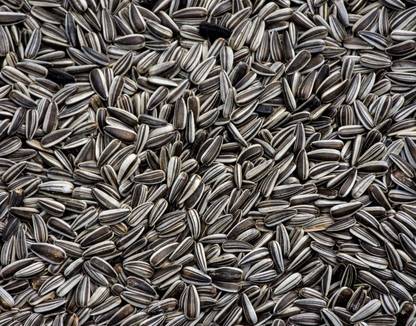 Taiyo Pluss Discovery Taiyo Plus Discovery Small Size Sunflower Seed 1kg Nuts 1 kg Wet Young, Adult Bird Food