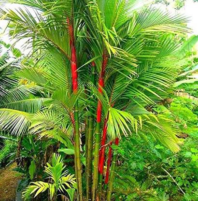 लुश्ग्रीन हार्ट लीफ ऑक्सीकार्डियम प्लांट पौधा