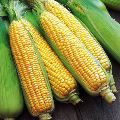 R-DRoz Desi Corn Maize (Bhutta) Quality Seeds - Pack of 30 Seeds Premium Quality Seed