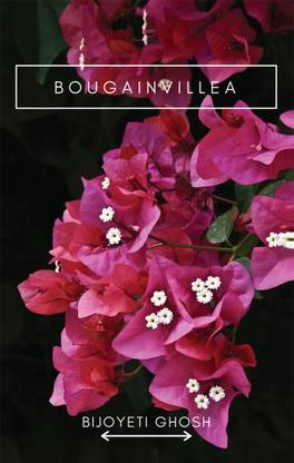 Bougainvillea