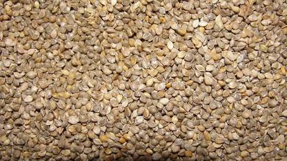 JJ FEEDS Horsetail Millet Bird Food For Small Birds 1kg Nuts 1 kg Dry Adult Bird Food