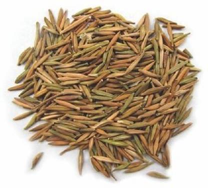 VINARGHYA Indrajao / Indrajou / Indrajava / Dudhalo / Tiraj / Kuda / Wrightia Tinctoria Seed