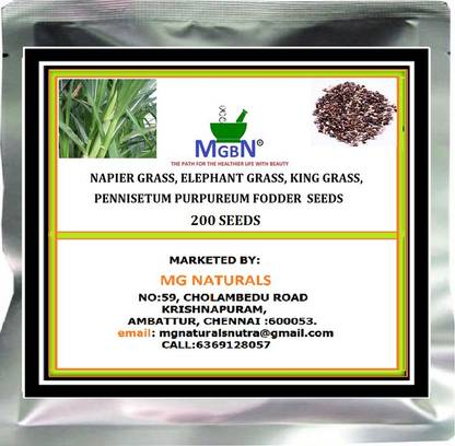 MGBN NAPIER GRASS (100 SEEDS) AND SUPER NAPIER (100 SEEDS)FODDER SEEDS COMBO-200 SEEDS Seed