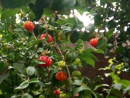 myhobbygarden surinam cherry Seed