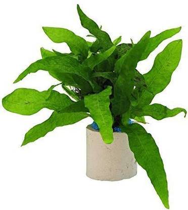 Maalavya Live Aquarium Aquatic Plant Java Fern Dwarf Green Gnome ((7 to 10 Leaves)) Aquarium Plant Anchor