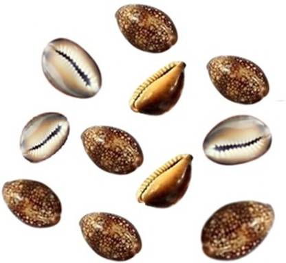 NITIXA Lakshmi Kauri | Vishnu Lakshmi Kauri | Kali Kaudi Large | Kauri Yantra | Kauri Shells – 11 Pcs. Stoneware Yantra