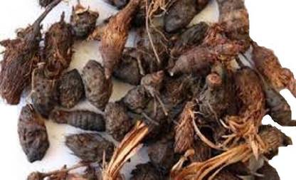 VINARGHYA Nut Grass / Nagarmotha / Java Grass / Purple Nutsedge / So Ab Kufi / Musta / Cyperus Rotundus Seed