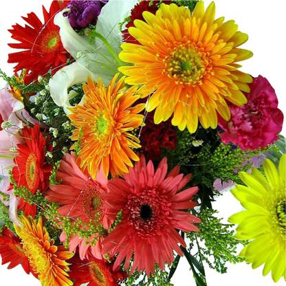 Nema Futaba Hybrid Gerbera Daisy Mix Flower Seeds-100Pcs Seed