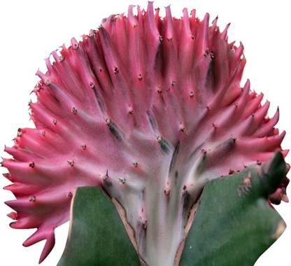 Futaba Unusual Rare Cactus Flower Pink - 100 Pcs Seed