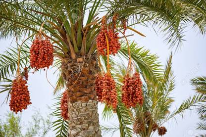 Green World GREEN WORLD DATE PALM / KHAJOOR PALM / PHOENIX DACTYLIFERA SEEDS ( 10 GMS SEEDS ) Seed