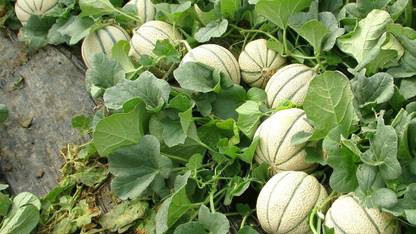 RSRP RSRP NIRMAL HYBRID NMMH-24 MUSKMELON SEEDS Seed