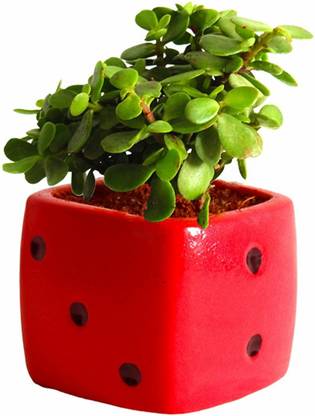 Grinian Jade Plant
