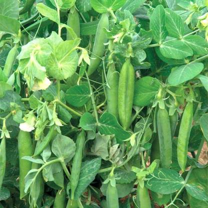 RSRP RSRP TS-10 Peas Seeds Seed
