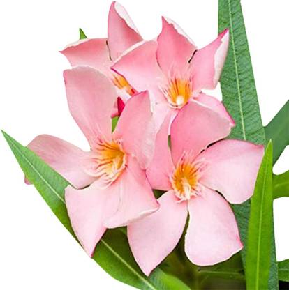 Redoak Nerium Oleander Flower- Pink Seed