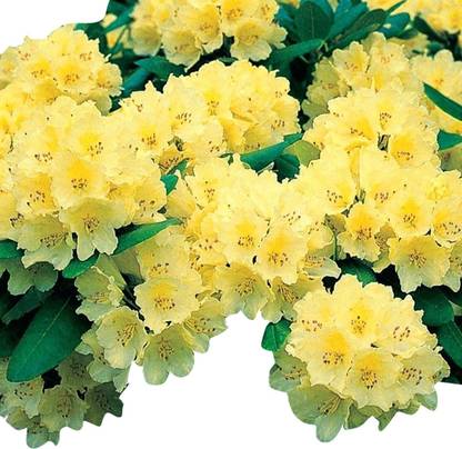 Redoak Rhododendron Azalea Flower-Yellow Seed