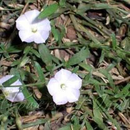 GreenBourne Shankhpushpi/SanguPoo Live Plant