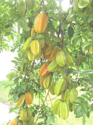 Vamsha Nature Care Star Fruit Carambola Grafted Plant