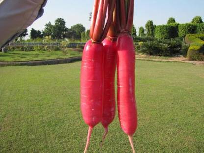 VibeX Chinese Pink Radish Seed