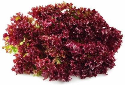 VibeX Red Leaf Lettuce Seed