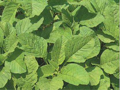VibeX Amaranthus Green Seed
