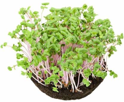 VibeX Pink Radish Seed